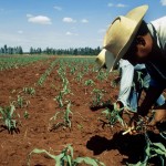 campo-mexicano